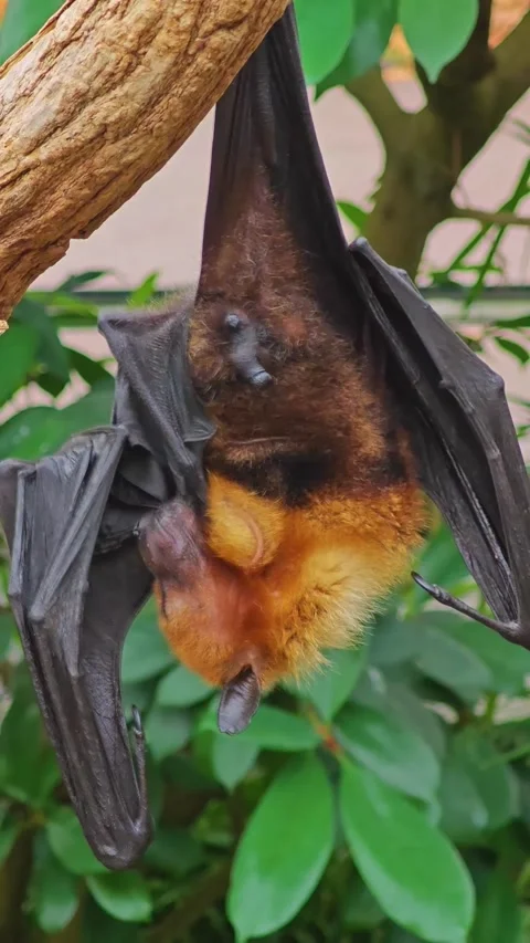 Close up view of a fruit bat hanging Stock Footage 296024769