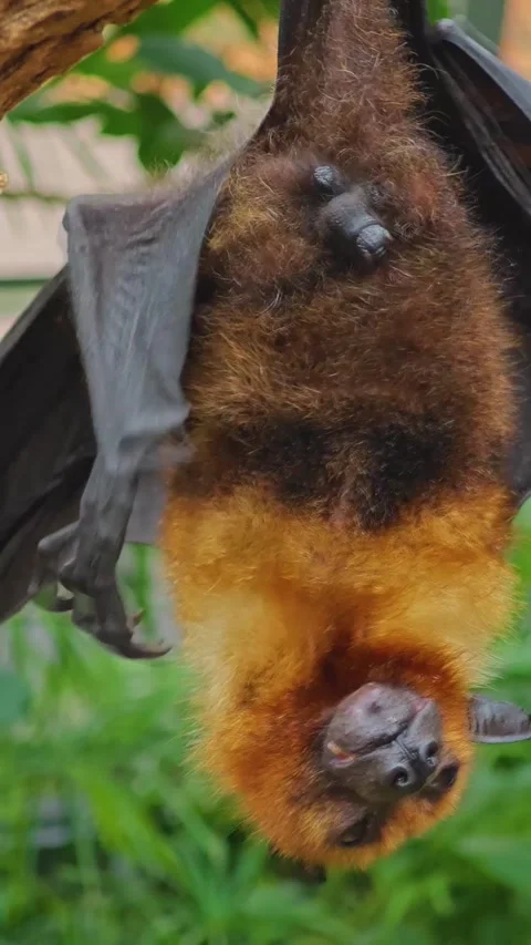 Close up view of a fruit bat hanging Stock Footage 296024778