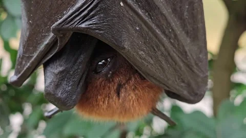 Close view of a fruit bat  head Stock Footage 259589212