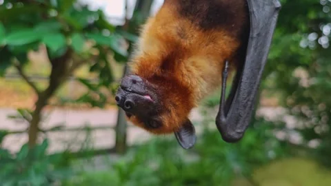 Close view of a fruit bat head Stock Footage 296029261