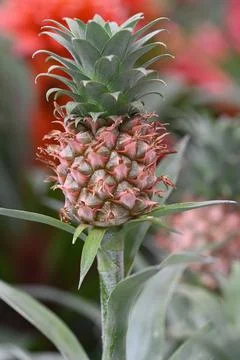 Close up view of fruit on bromelia champaca pineapple plant. Stock Photos