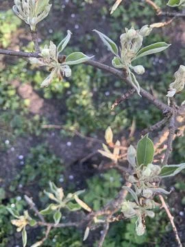 Close-up view of a fruit tree branch showcasing vibrant new leaves and unopened Stock Photos