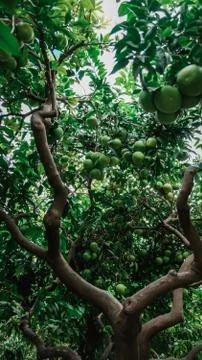 Close up view of a fruit tree in the orchard. Green unripe oranges hanging Stock Photos