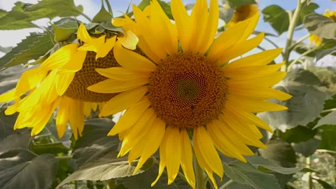 A Close up view of a full bloomed Sunflower, seed, bright yellow color. Stock Footage 300363969