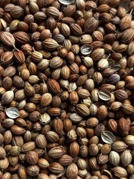 Close up view of full frame of coriander seeds. Stock Photos
