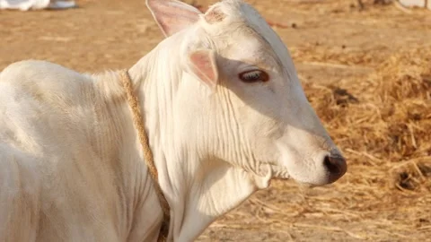 Close view of full white cow standing, White cow footage Video stock 151839324
