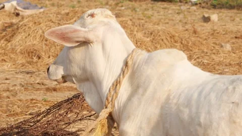 Close view of full white cow standing, White cow footage Stock Footage 151839556