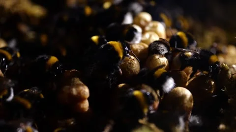 Close View of Fully Populated Bumblebee Nest – 4K Cinematic Backlight Stock-Footage 320671708
