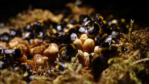 Close View of Fully Populated Bumblebee Nest – 4K Cinematic 動画素材 320671712