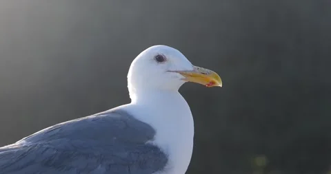 Close up view of Fulmer bird. Video stock 250047064