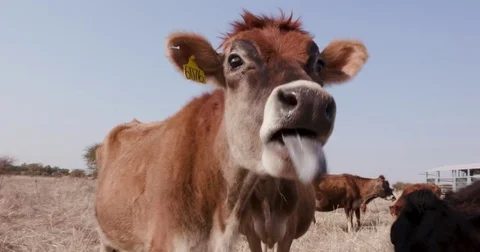 Close-up view of funny jersey cow sticking out its tongue Vídeo Stock 79583481
