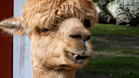 Close up view of a funny looking brown alpaca chewing its food Vidéo 121409205