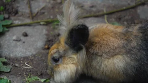 Close view of a funny rabbit. Stock Footage 252103919