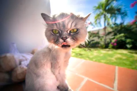 Close up view of funny smiling grey cute kitten with green eyes licking nose. Stock Photos
