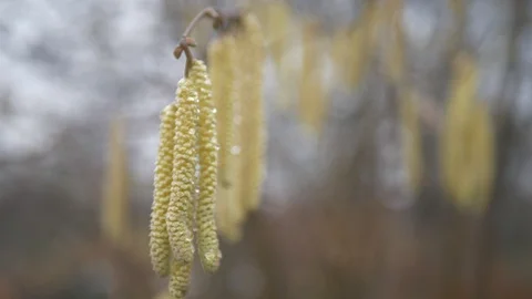 A close up view of furry pods on a tree in winter. Stock Footage 102186182