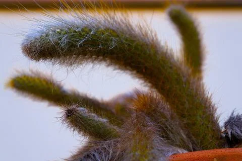 Close up view of the fuzzy cactus Stock Photos