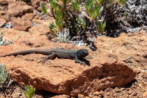 Close up view on Gallot lizard or Tenerife lizard or Western Canaries lizar.. Stock Photos
