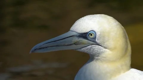 Close view of Gannet Stock Footage 266681543