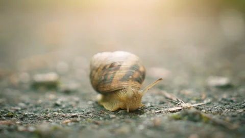 Close-Up View: Garden Snail Crawling on Ground with Tentacles Extended Stock Footage 340115332