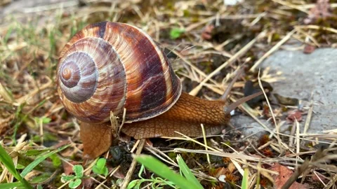 Close-up view of a garden snail traveling over dry grass Stock Footage 338004953