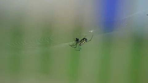 Close up view of a garden spider in a wheel shaped silk web Stock Footage 151949402
