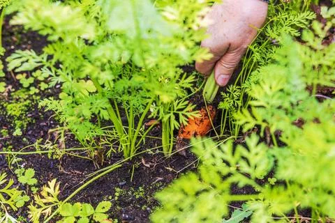 Close-up view of gardener pulling fresh carrot from moist soil among plants. Stock Photos