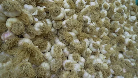 Close-up view of garlic. 4K Footage in Turkey Stock Footage 146934867