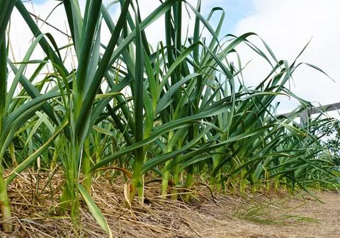 A close-up view of a garlic patch, showcasing the healthy growth of the pla.. Stock Photos