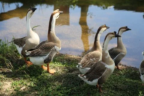 Close view of geese standing together on grassy ground beside reflective sh.. Stock-Fotos