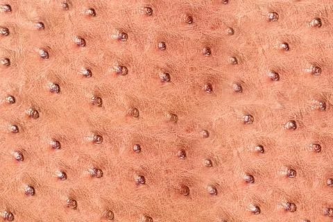 Close-up view of genuine light brown ostrich leather showing unique texture Stock Photos