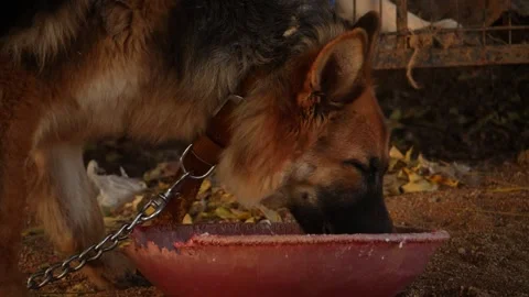 Close view of German shepherd eating rice from a  mud large bowl Video stock 150714651