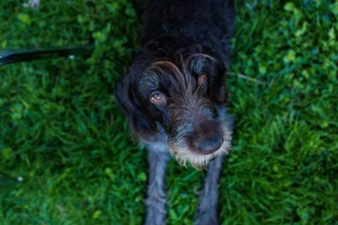 Close up view of a German Wirehaired Pointer dog enjoying time outdoors on .. Photos