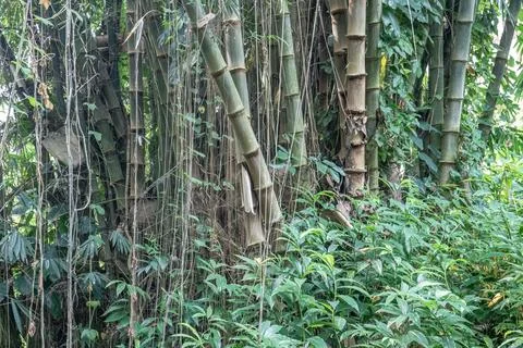 Close view of giant bamboo base and wild vegetation Stock Photos