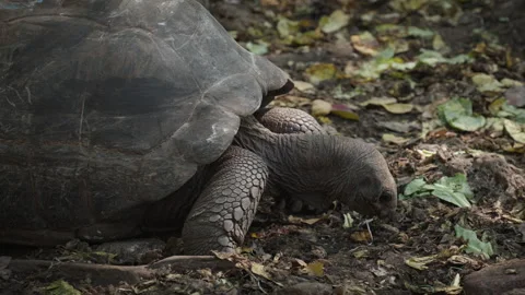 Close View of Giant Tortoise Grazing on Leaf Litter in Tanzania Stock Footage 340232627