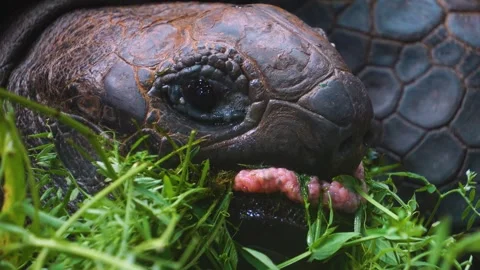 Close up view of a giant turtle Stock Footage 253741230