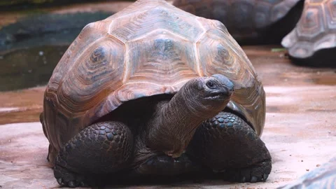 Close up view of a giant turtle Stock Footage 253741899
