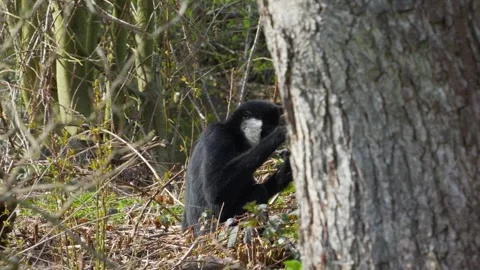 Close view of a Gibbon Stock Footage 270620073