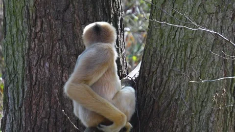 Close view of a Gibbon Stock Footage 271210586