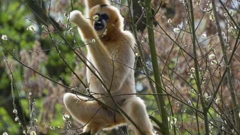 Close view of a Gibbon in motion Stock Footage 270655743