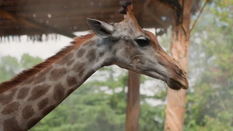 Close view of giraffe amidst trees. Detail of giraffe head through fog and Stock Footage 330163861
