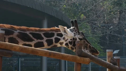 Close view of a giraffe calmly standing behind a wooden fence inside Belgrade Stock Footage 341962845