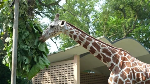 Close-up view of a Giraffe Camelopardalis eating leaves in Zoo Negara Malaysia. Видео 238581830