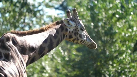 Close up view of giraffe chewing leaf with blur green nature background Stock Footage 78558651