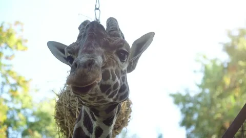 Close up view of Giraffe eating leaves from a tree Stock Footage 140808548