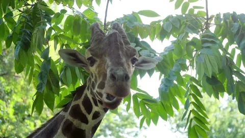 Close up view of Giraffe eating leaves from a tree Stock Footage 140808835