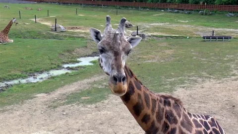 Close-up view of a giraffe. Video stock 143790653