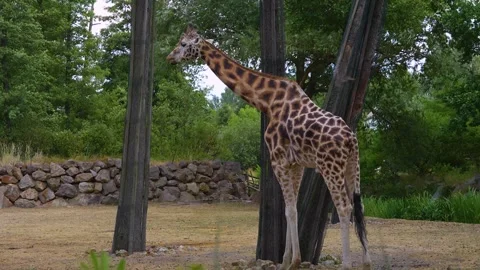 Close view of a giraffe  Stock Footage 254126139