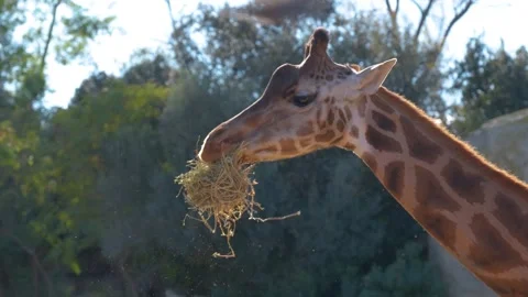 Close-up view of a giraffe happily munching on hay in the sunny weather. Stock Footage 255245500