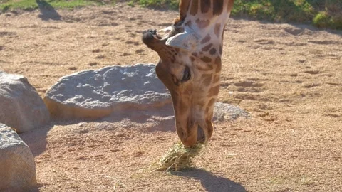 Close-up view of a giraffe happily munching on hay in the sunny weather. Stock Footage 255734205