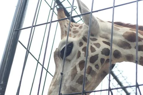 Close-up view of a giraffe head peeking through vertical metal bars of a fenc Stock Photos